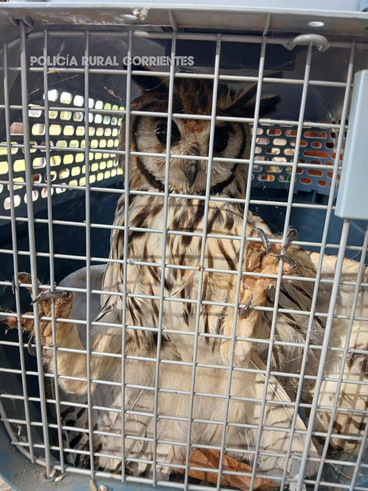 Un vecino encontró un búho silvestre herido y fue rescatado