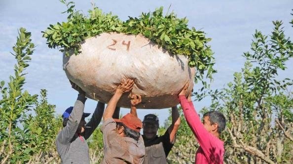 Corrientes ha perdido el 60% de su producción yerbatera