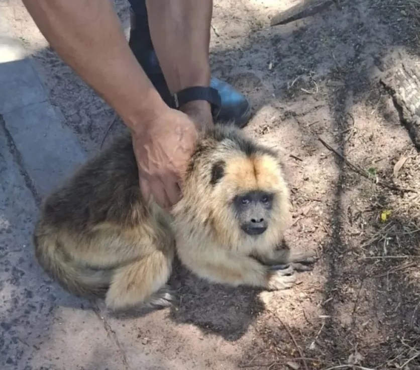 Rescataron a una mona carayá atropellada en Corrientes