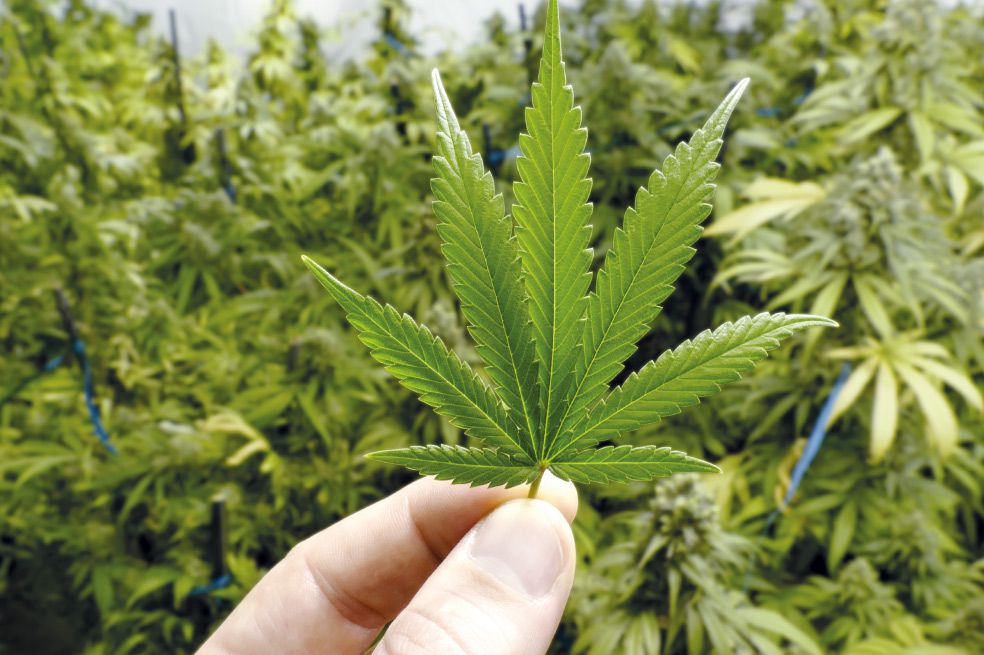 Caá Cannabis: el nuevo proyecto del Gobierno provincial que será presentado este lunes