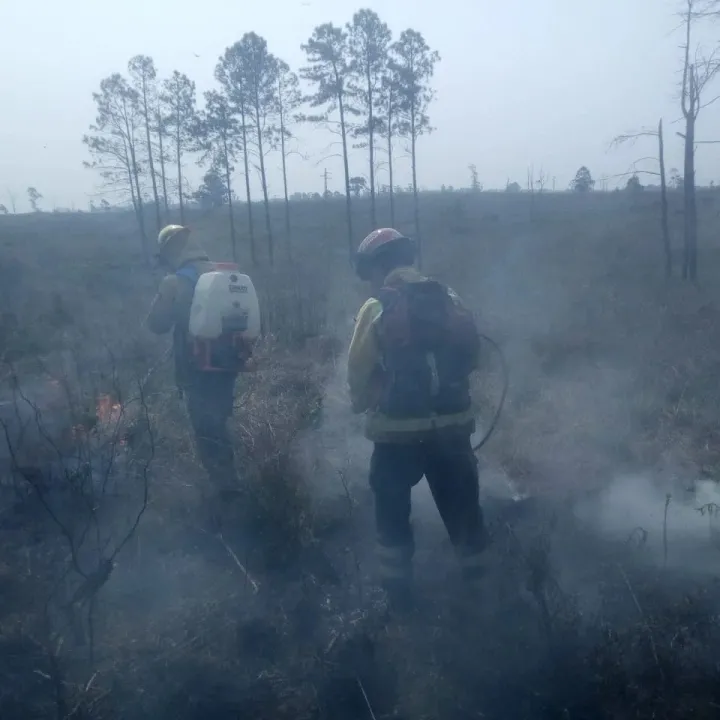 Mocoretá: incendio forestal consumió 10 hectáreas de una ex citrícola