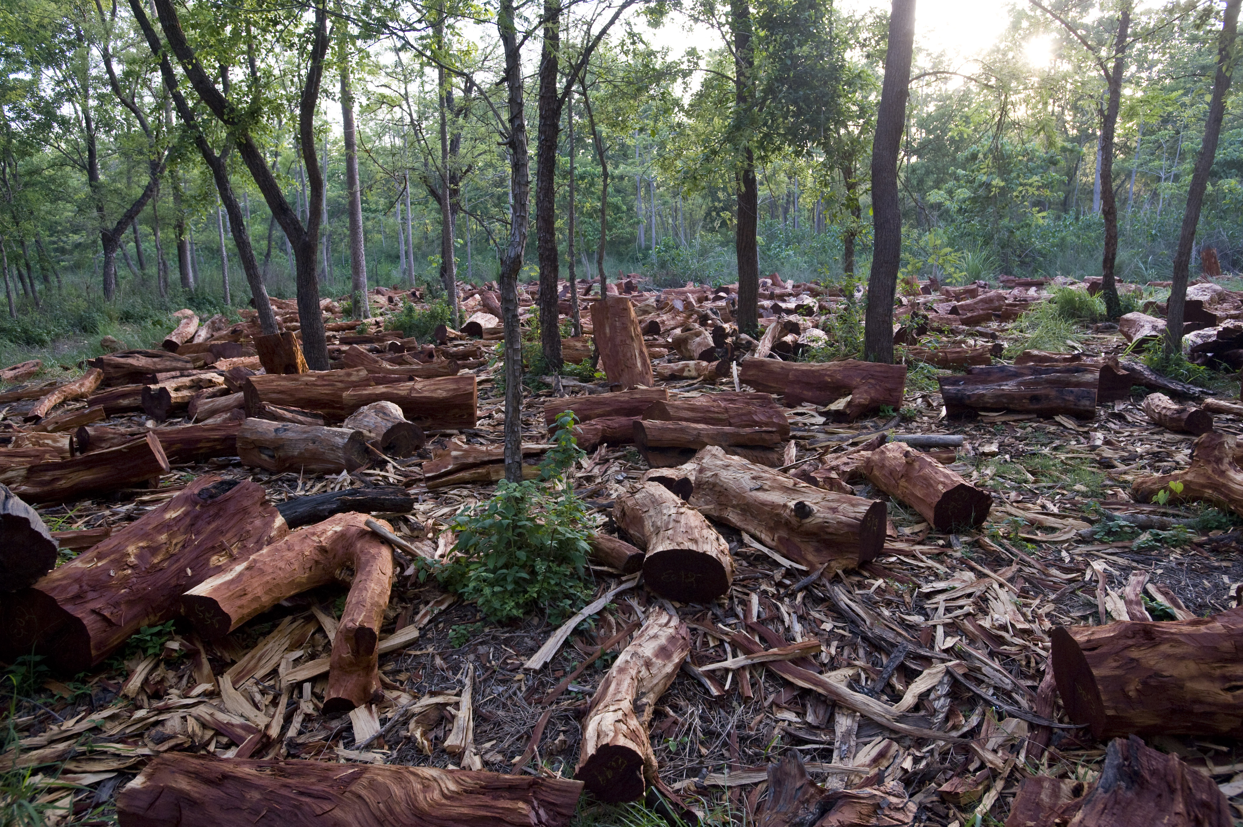 En 2021 se deforestaron más de 110 mil hectáreas en el norte argentino
