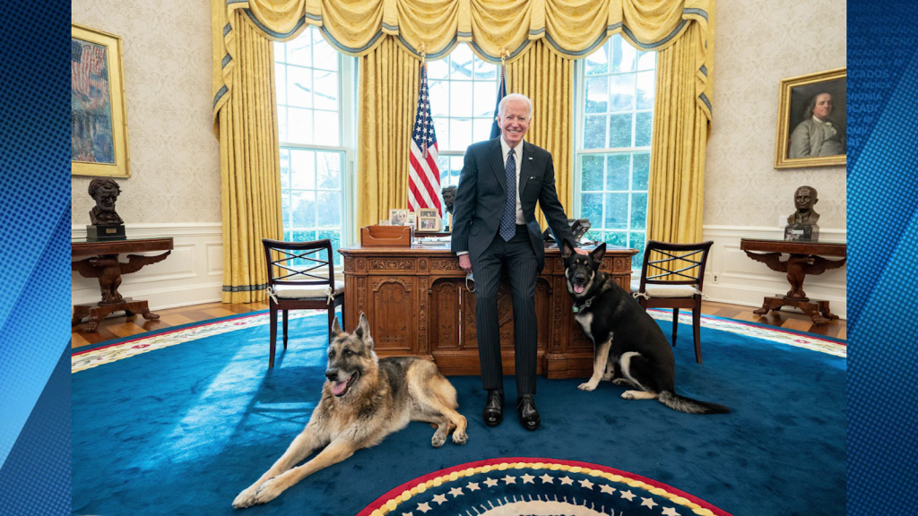 El perro de Biden volvió a morder a una persona en la Casa Blanca