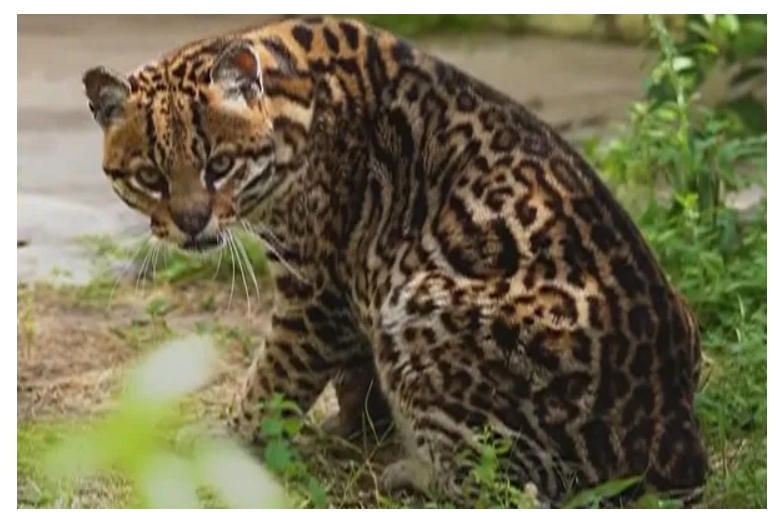 Vilca, un nuevo ocelote llega al Iberá