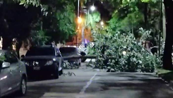 Postales de la noche del martes: un árbol caído y baja temperatura