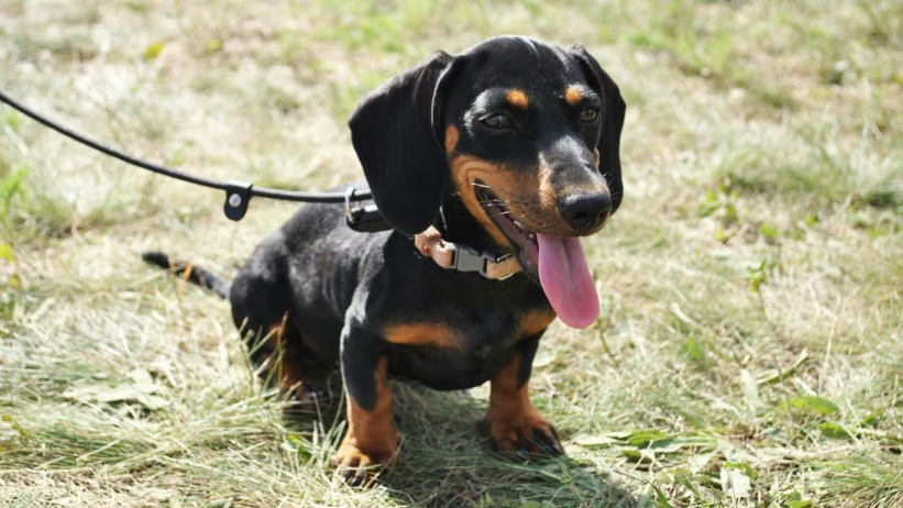 Un perro salchicha mató a un bebé de un mes tras atacarlo adentro de su cuna