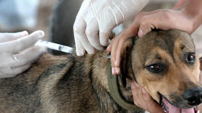 Campaña de Vacunación Antirrábica para perros y gatos
