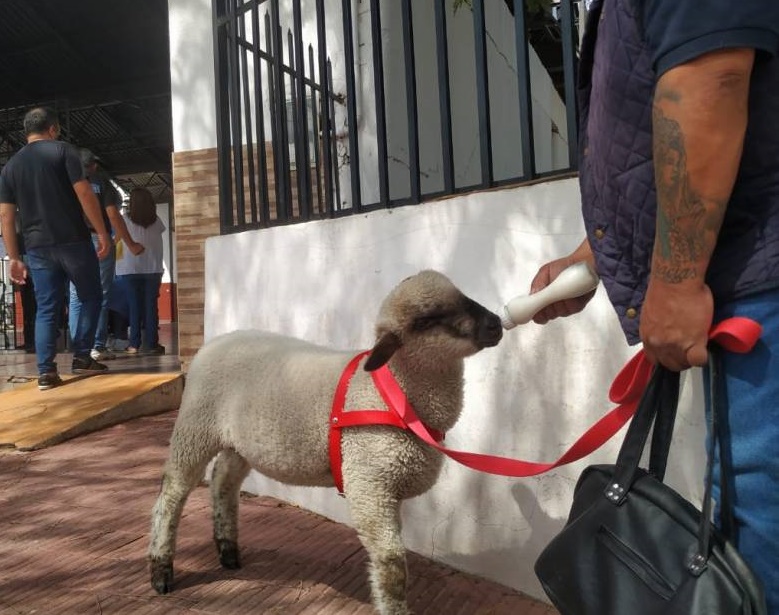 Votó Bebo, el cordero viral más famoso de Corrientes