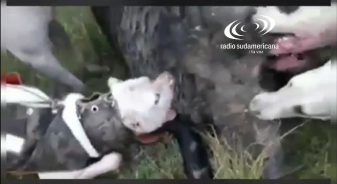 Paso de los Libres: Denuncian a un cazador por utilizar a sus perros para torturar animales
