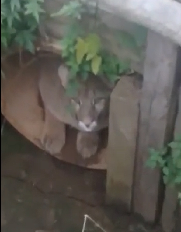 Susto en Goya: encontraron un puma escondico en un desagüe