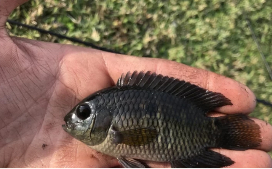 Hallaron en Estados Unidos una población de peces nativos del río Paraná
