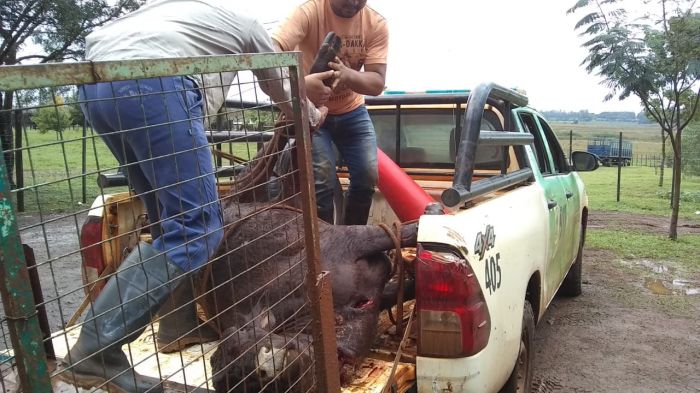 Virasoro: Demoraron a un hombre por la faena clandestina de una vaca