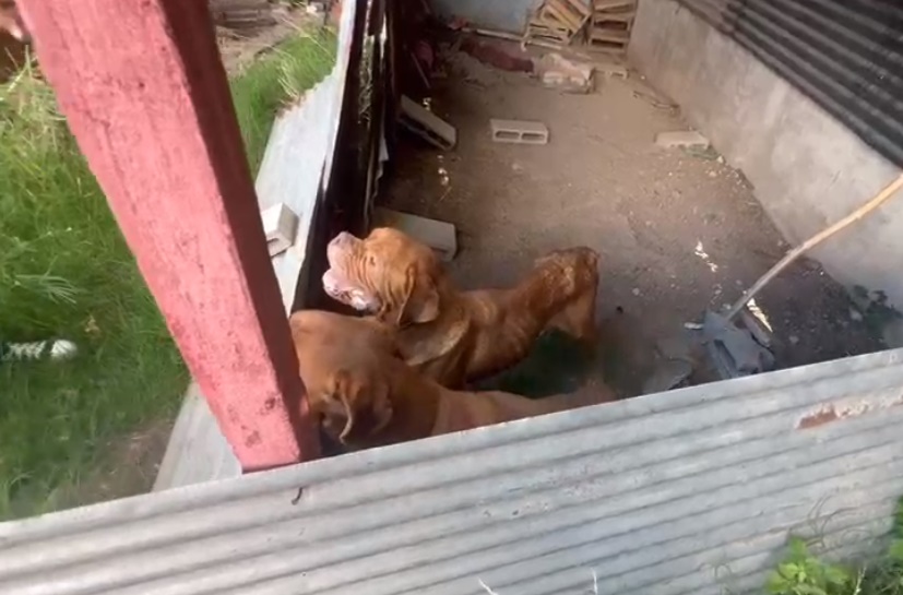 Mar del Plata: Detenida por maltrato animal en un  criadero de perros
