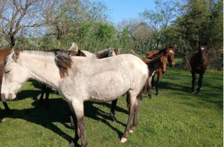 Corrientes: recuperaron 12 caballos tras una denuncia por abigeato