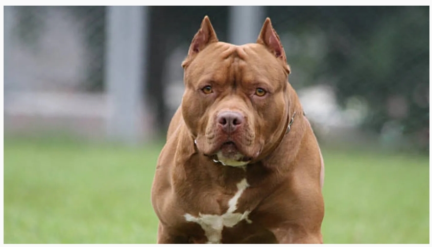 Jubilada fue atacada por el pitbull que rescató y le amputaron un brazo