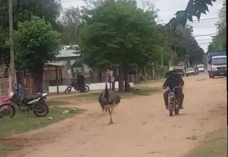 Denuncian maltrato a un ñandú en Corrientes: lo tenía de mascota