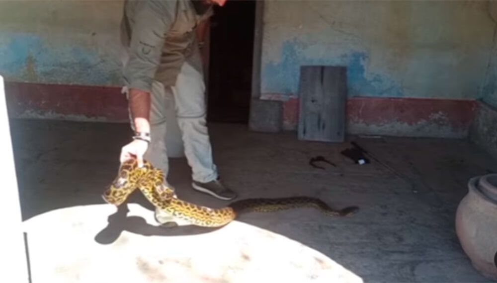 Heredaron una casa de su abuela y encontraron dos anacondas