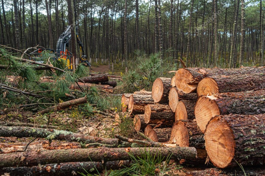 Operario forestal está grave tras caerle un pino en tareas de tala