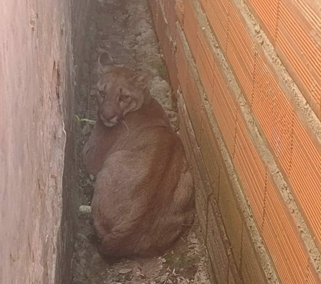 Temor y sorpresa: apareció un puma en Mariano I Loza