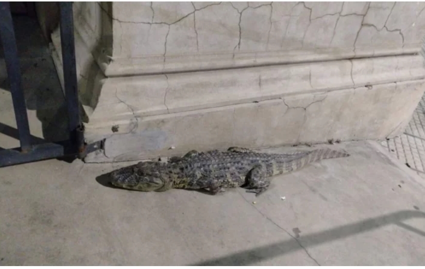 Goya: apareció un yacaré en pleno centro y lo rescataron