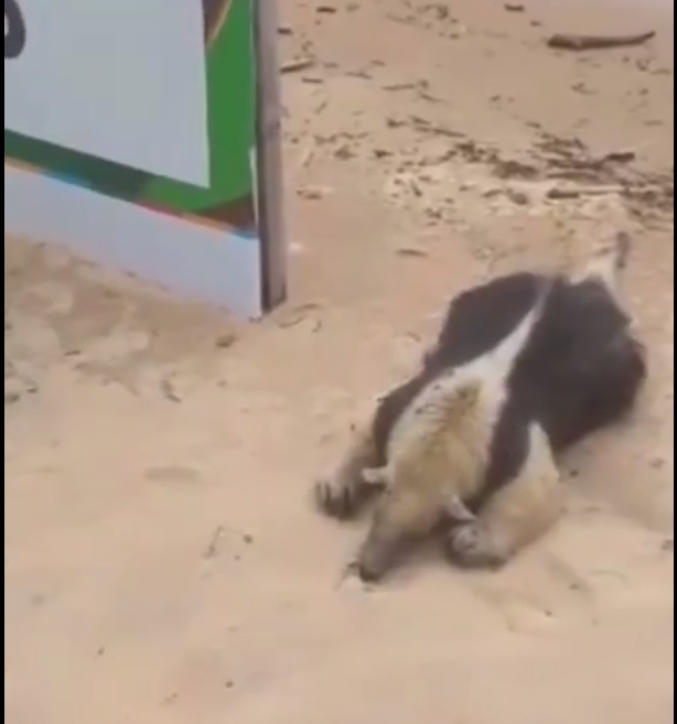 Encontraron un oso melero muerto en Costanera Norte
