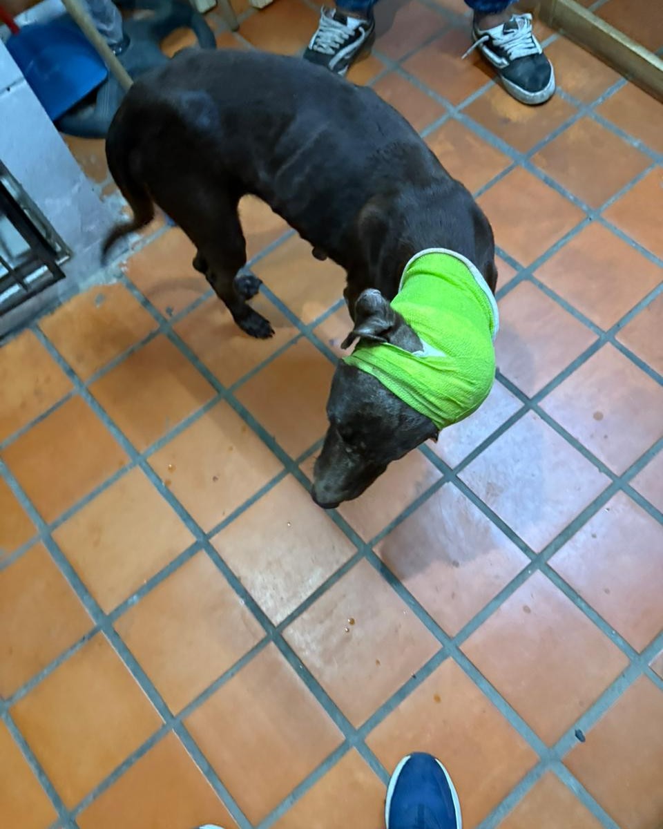 San Luis del Palmar: atacaron brutalmente a un perro con un machete
