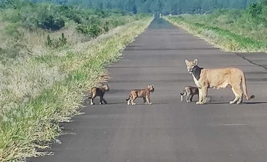 Apareció una hembra de puma con sus crías en un camino de acceso a Yacyretá
