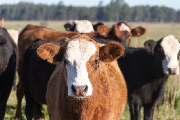 Supuesto abigeato: recuperaron 23 animales y hay un detenido
