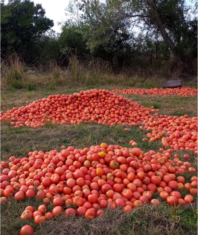 Crisis: productores tiran toneladas de tomates en Corrientes
