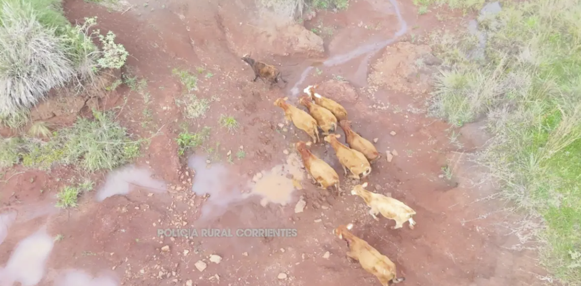 Con drones y rastrillajes recuperaron 11 vacunos sustraídos en Ituzaingó