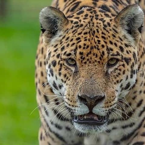 Murió el yaguareté Nahuel, pionero en el plan de reintroducción de su especie en el Iberá