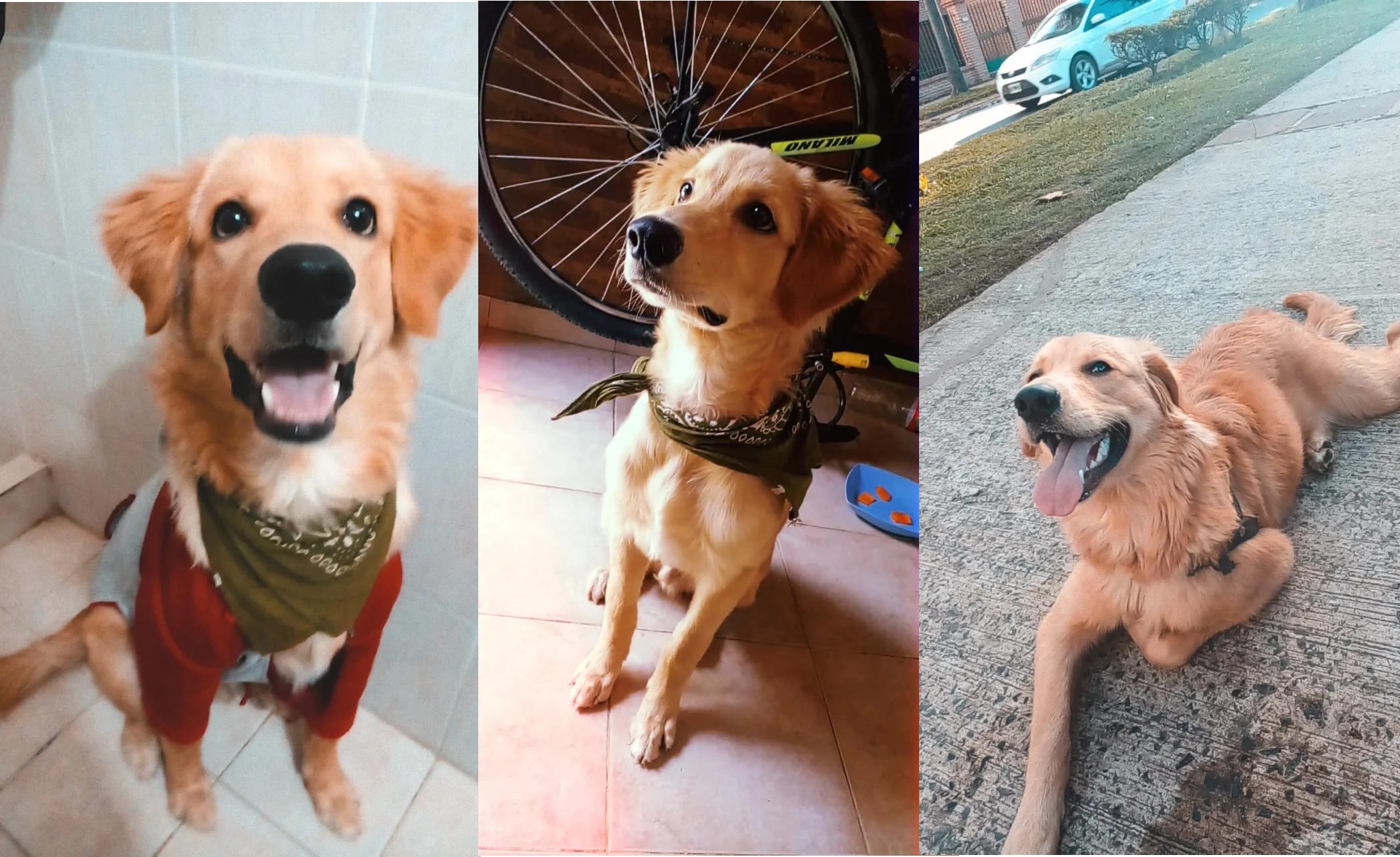 Corrientes: le robaron el perro y ofrece una una recompensa de $80.000 por su devolución