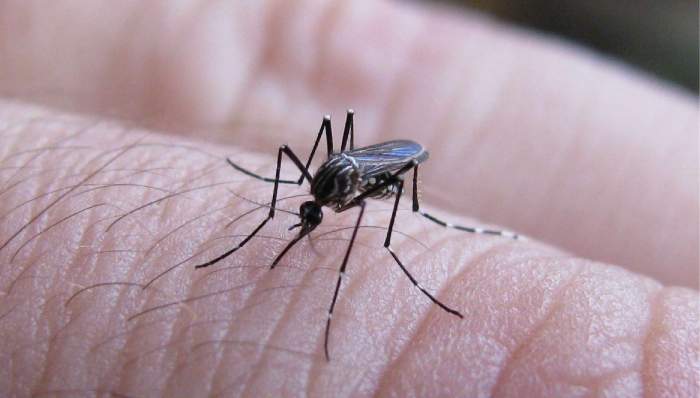 Corrientes: detectan casos de dengue y refuerzan la prevención