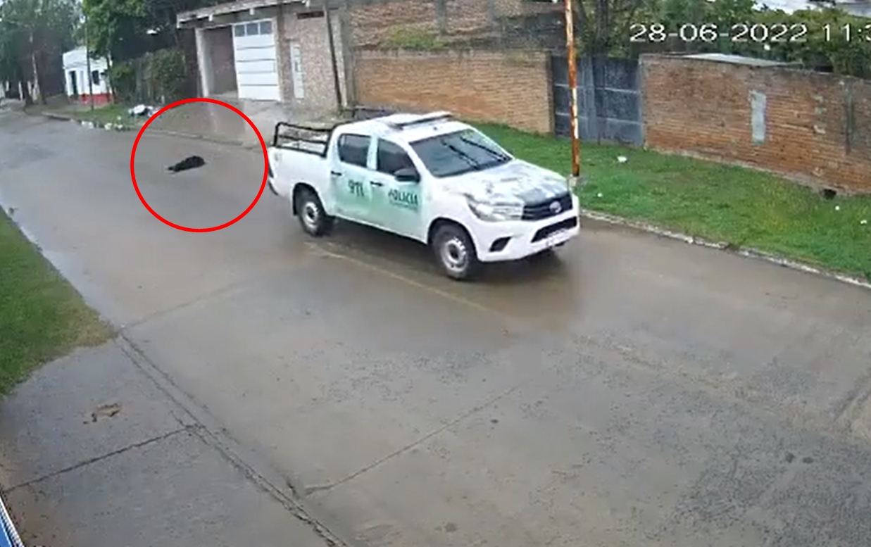 Goya: policías atropellaron intencionalmente a un perro y fueron filmados