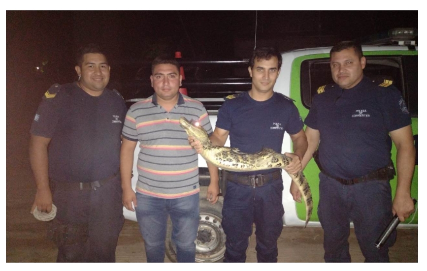 Esquina: una familia encontró un yacaré en su vivienda