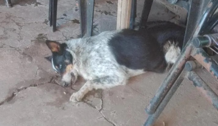 Yapeyú: Son 27 animales afectados y solo 9 sobrevivieron a la intoxicación