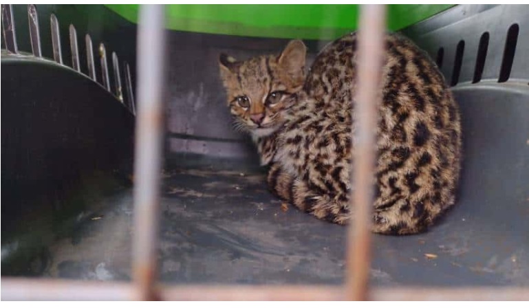 Misiones: rescatan a un felino silvestre de una vivienda