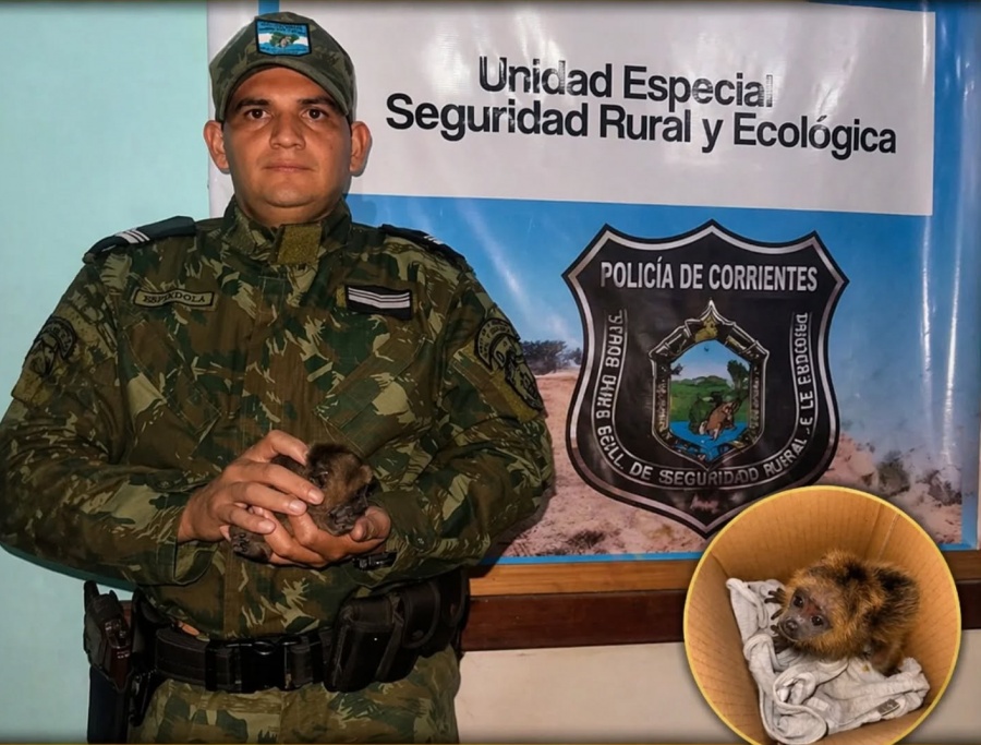 Empedrado: rescatan una cría de mono hallado junto al cuerpo sin vida de su madre