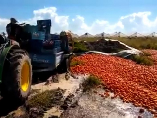 Tristeza en Lavalle: ante la falta de demanda productores tuvieron que tirar tomates