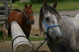 Esquina: así se ven los animales afectados por la encefalomielitis equina