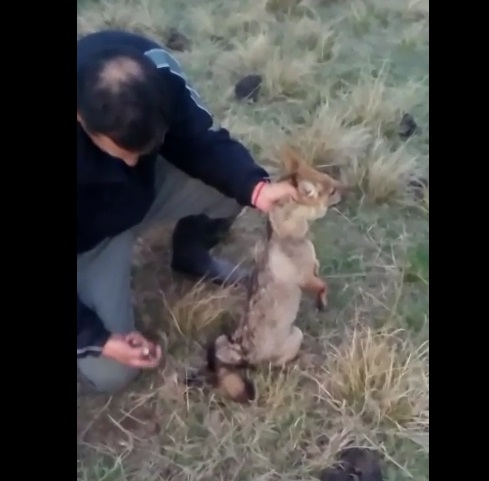 Indignante: Se grabó quemándole la cola a un zorro