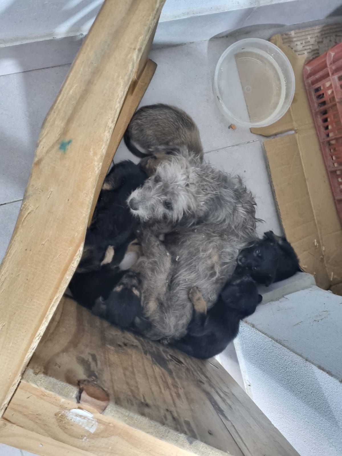Rescataron a una perrita que habría sido abusada en Santa Lucía