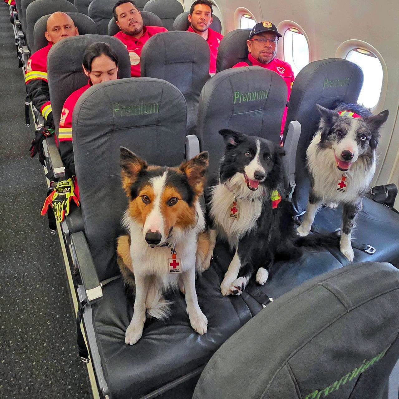 Perros rescatistas tienen un papel protagónico tras los sismos en Venezuela
