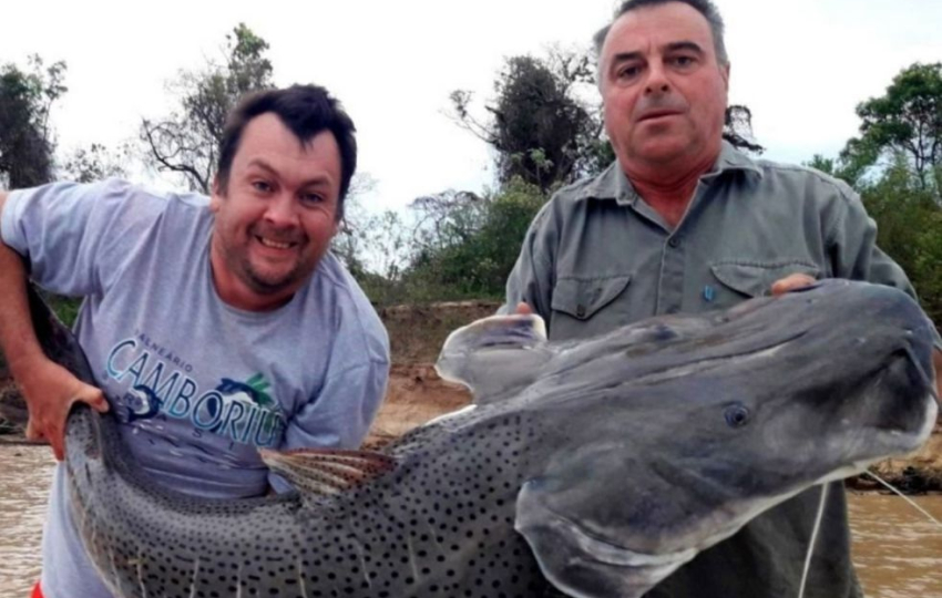 Pescadores sacaron un surubí de 50 kilos en el río Paraná