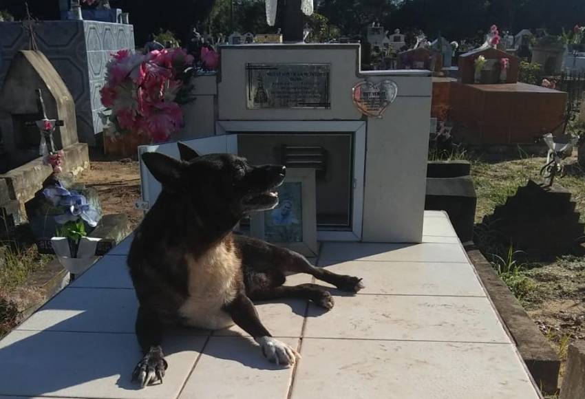 Corrientes: perrito visita todos los meses la tumba de su dueña