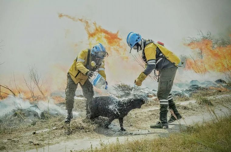 "Los animales están comiendo tierra": el terrible relato de un productor correntino