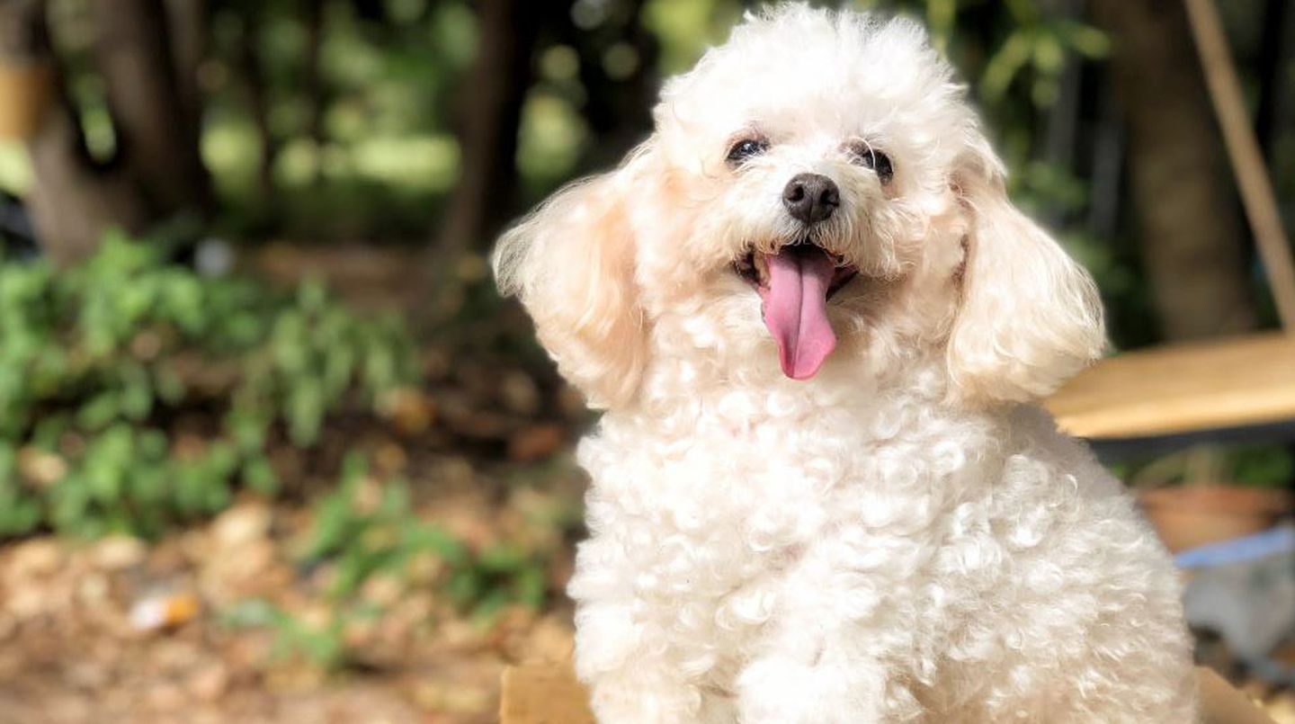 Un caniche toy evitó que dos ladrones robaran en su casa