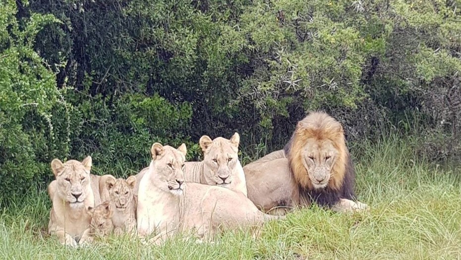 Cazaban rinocerontes y fueron devorados por una manada de leones