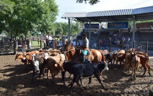 Exitoso remate de pequeños y medianos productores en Esquina