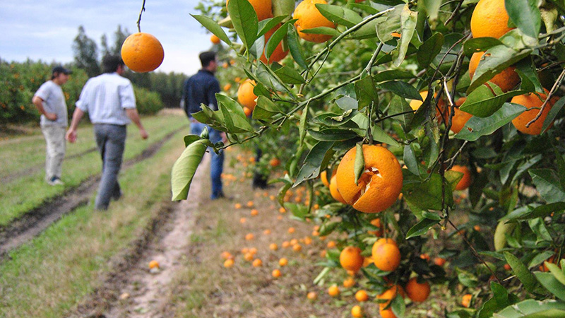 El granizó arrasó con las plantaciones de cítricos en Corrientes